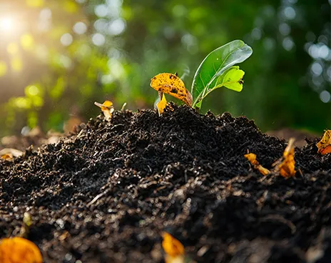 Soil pollution