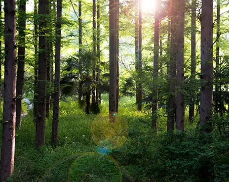 Forest health