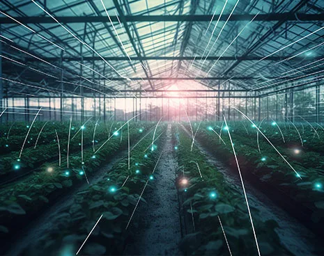 Greenhouse Cultivation
