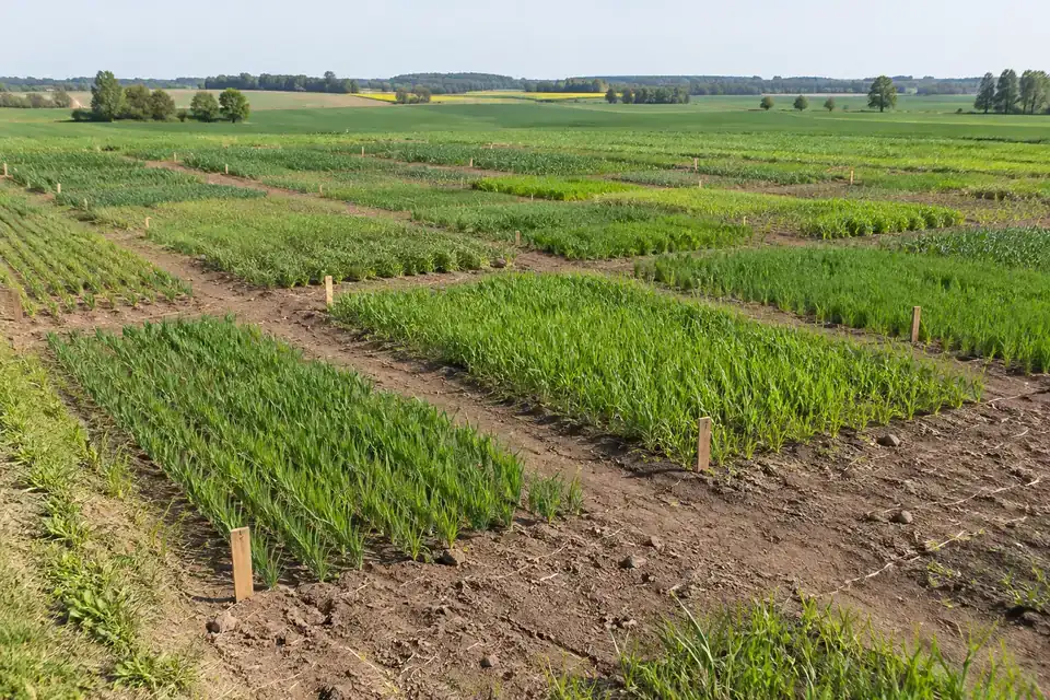 Agronomic field research plots with orderly crop rows and marked treatment boundaries