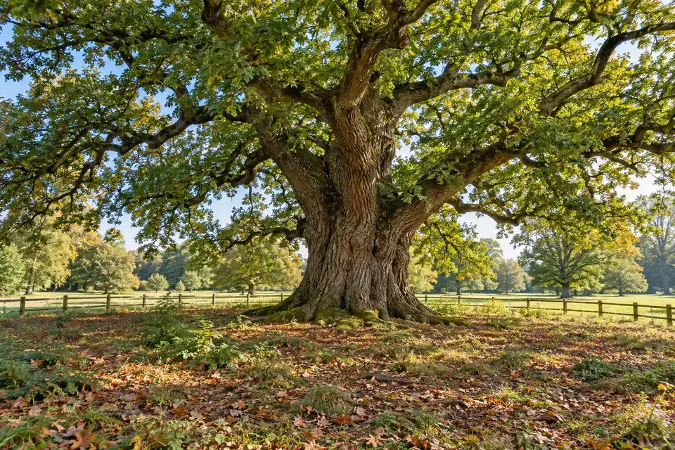 Ancient oak with a broad leafy crown and undisturbed, leaf-covered root zone protected by a perimeter fence