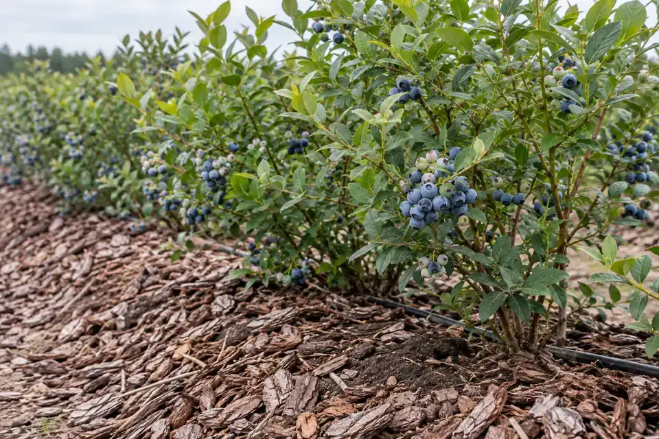 Berry beds & covered root zones: illustrative soil-monitoring application environment