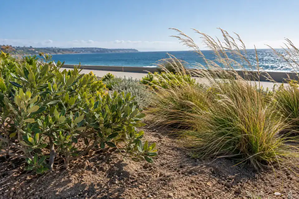 Coastal landscaped planting beds with low shrubs and grasses in sandy soil beside a seaside path