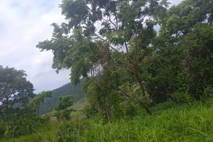 Trees and dense undergrowth at a woodland edge beneath a cloudy sky