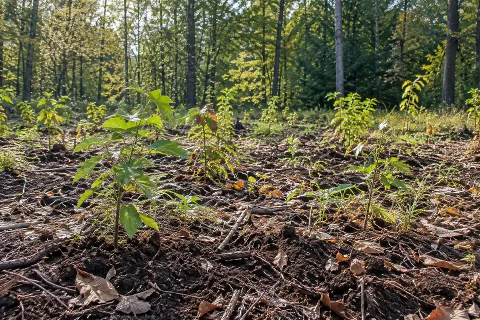 Forest restoration plot with young planted tree seedlings in soil near an established woodland edge