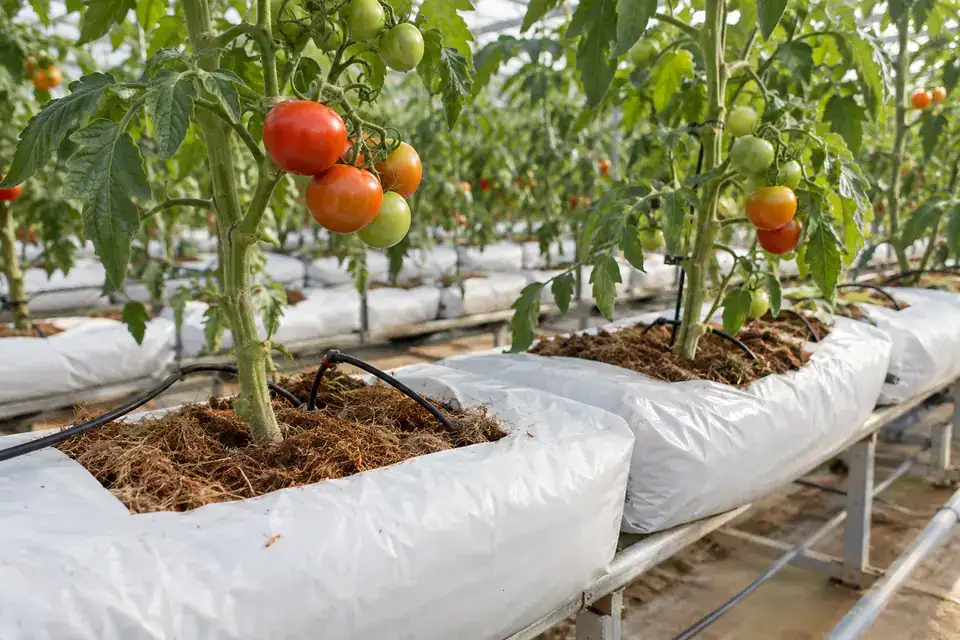 Growing bags & substrate cultivation: illustrative soil-monitoring application environment