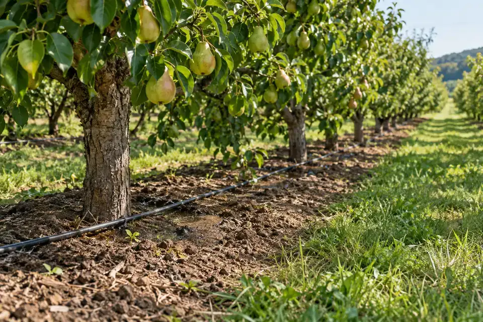 Root-zone research installation area with a carefully exposed soil profile beside growing crops