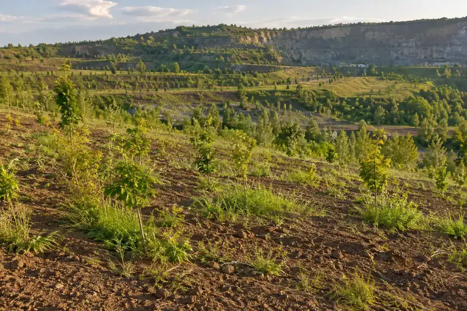 Reclaimed land with newly placed topsoil and developing grass and shrub planting