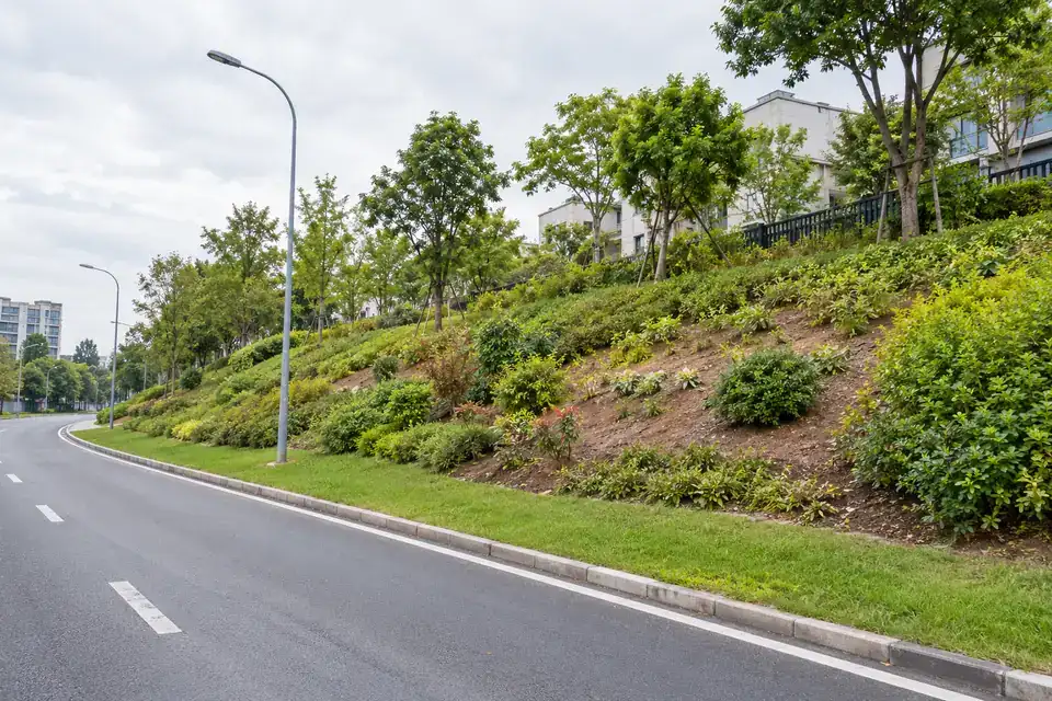Vegetated roadside embankment with young shrubs and grass across an established planting slope