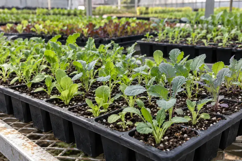 Seedling beds & tray programmes: illustrative soil-monitoring application environment