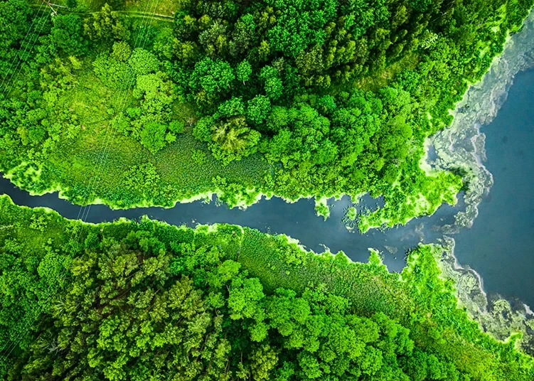 Aerial view of river and green forest