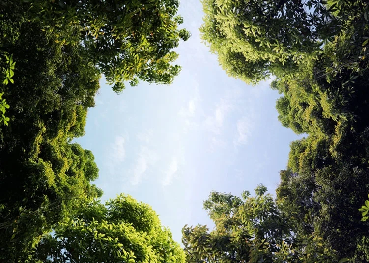 Looking up at tree canopy against the sky